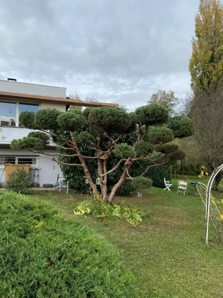 amenagement de jardins (5)